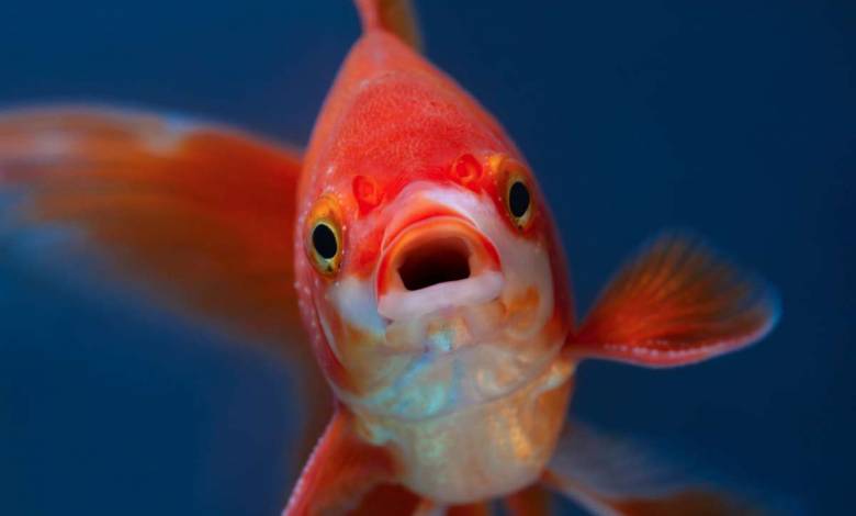 Une étude révèle que les poissons perdent peu à peu "leur individualité" à cause de nos antidépresseurs