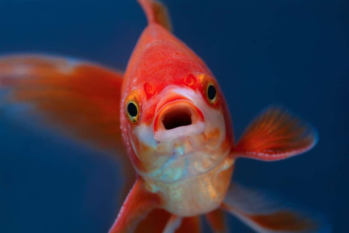 Une étude révèle que les poissons perdent peu à peu "leur individualité" à cause de nos antidépresseurs