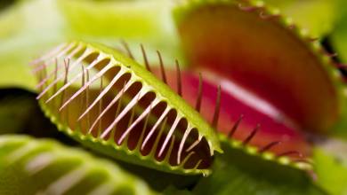 Selon cette étude, la plante carnivore « Vénus attrape-mouche » génère de faibles champs magnétiques