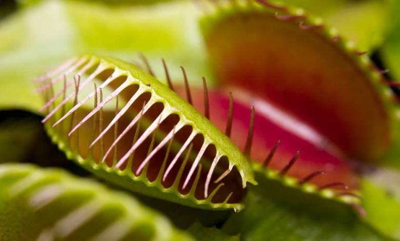 Selon cette étude, la plante carnivore « Vénus attrape-mouche » génère de faibles champs magnétiques