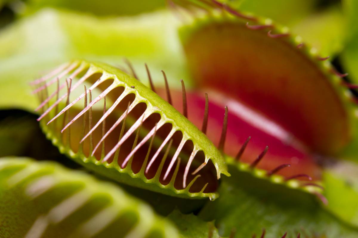 Selon cette étude, la plante carnivore « Vénus attrape-mouche » génère de faibles champs magnétiques