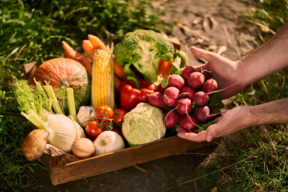 Cinq fruits et légumes par jour d'accord, mais dans quelle proportion ? Cette étude d'Harvard répond à la question !