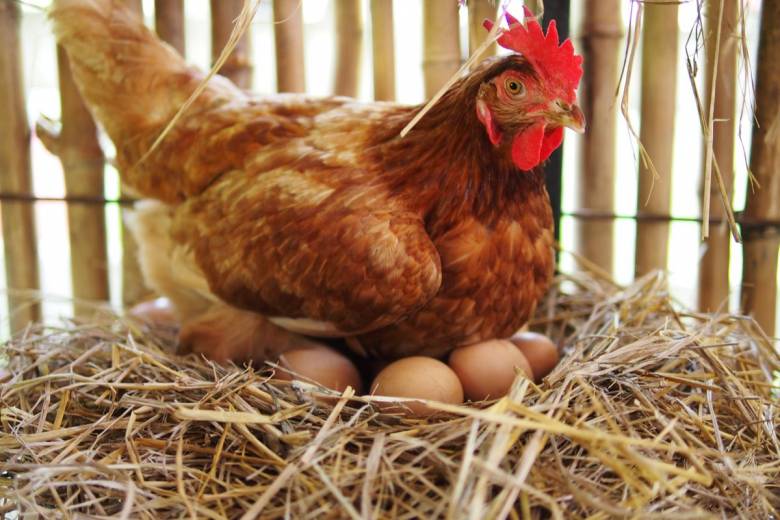 Et si vous adoptiez des poules pour réduire vos déchets alimentaires ?