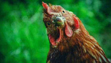 Et si vous adoptiez des poules pour réduire vos déchets alimentaires ?