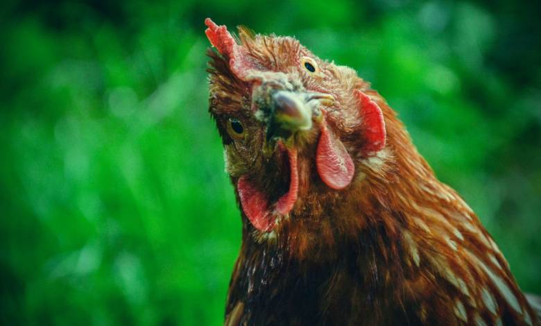 Et si vous adoptiez des poules pour réduire vos déchets alimentaires ?