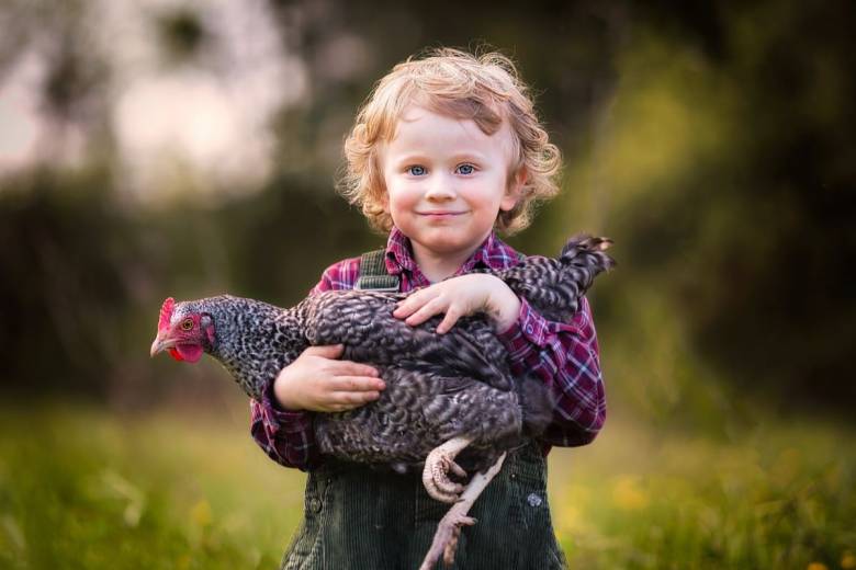 Et si vous adoptiez des poules pour réduire vos déchets alimentaires ?