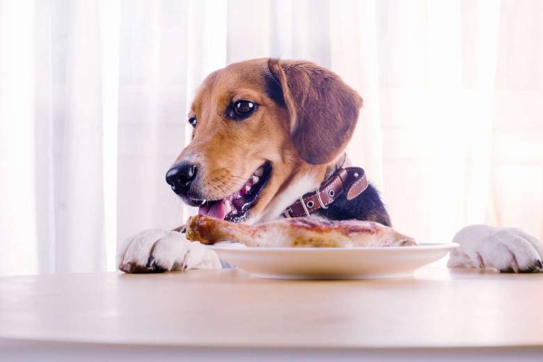 Les chiens assimilent mieux la nourriture humaine que les croquettes, voici quelques idées de recettes !