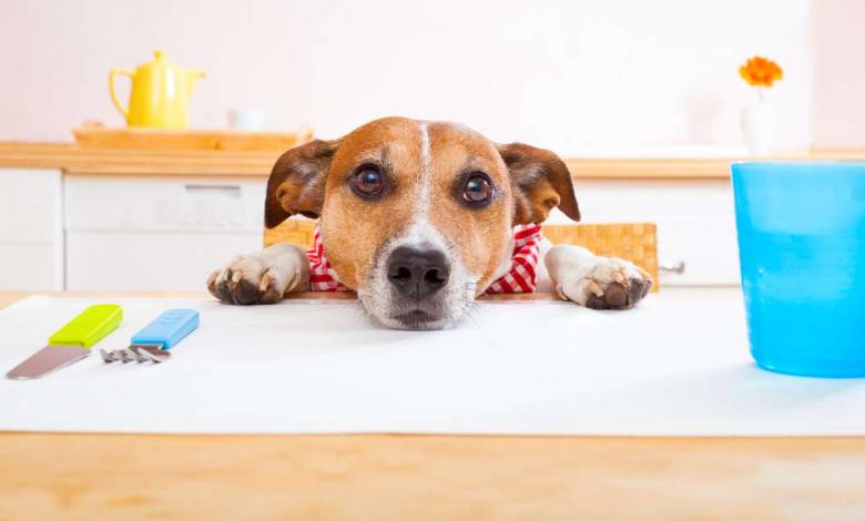 Les chiens assimilent mieux la nourriture humaine que les croquettes, voici quelques idées de recettes !