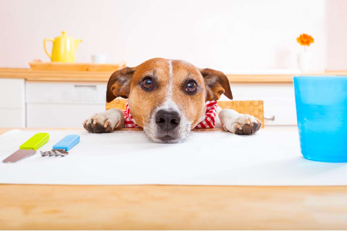 Les chiens assimilent mieux la nourriture humaine que les croquettes, voici quelques idées de recettes !