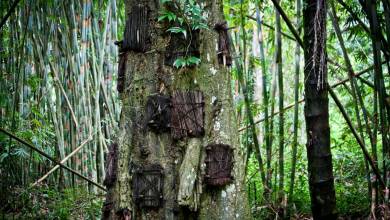 En Indonésie, la tribu Toraja "enterre" leurs bébés morts dans le tronc d'un arbre