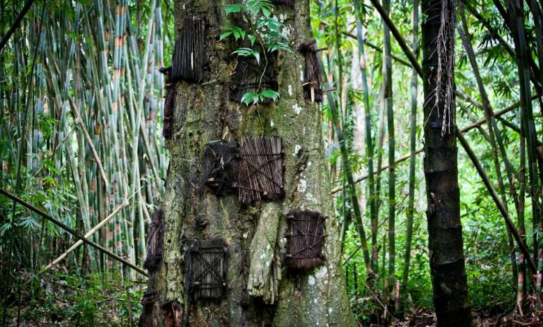 En Indonésie, la tribu Toraja "enterre" leurs bébés morts dans le tronc d'un arbre