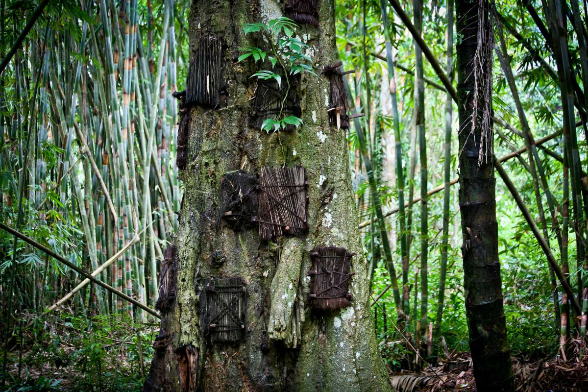 En Indonésie, la tribu Toraja "enterre" leurs bébés morts dans le tronc d'un arbre