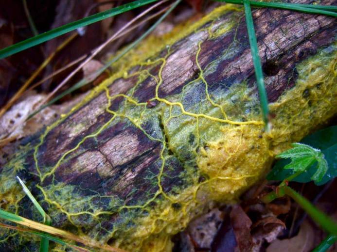 Ce blob visqueux peut stocker de la mémoire malgré l’absence de cerveau