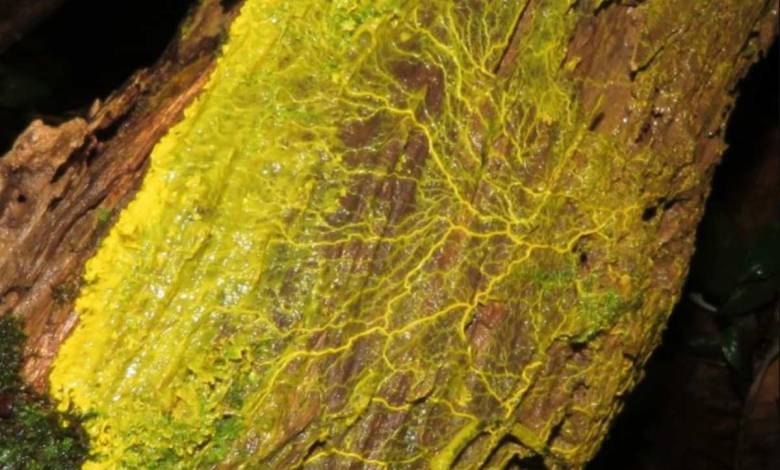Ce blob visqueux peut stocker de la mémoire malgré l’absence de cerveau