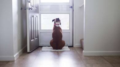 Cette étude scientifique explique pourquoi il est important de caresser son chien avant de partir...