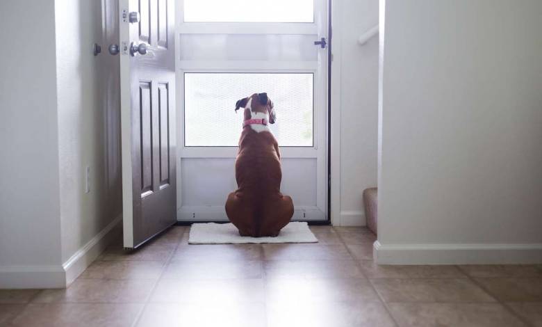 Cette étude scientifique explique pourquoi il est important de caresser son chien avant de partir...