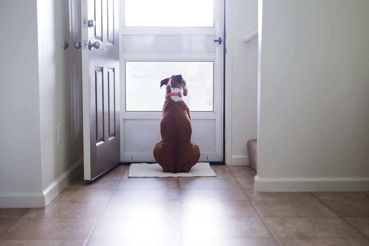 Cette étude scientifique explique pourquoi il est important de caresser son chien avant de partir...