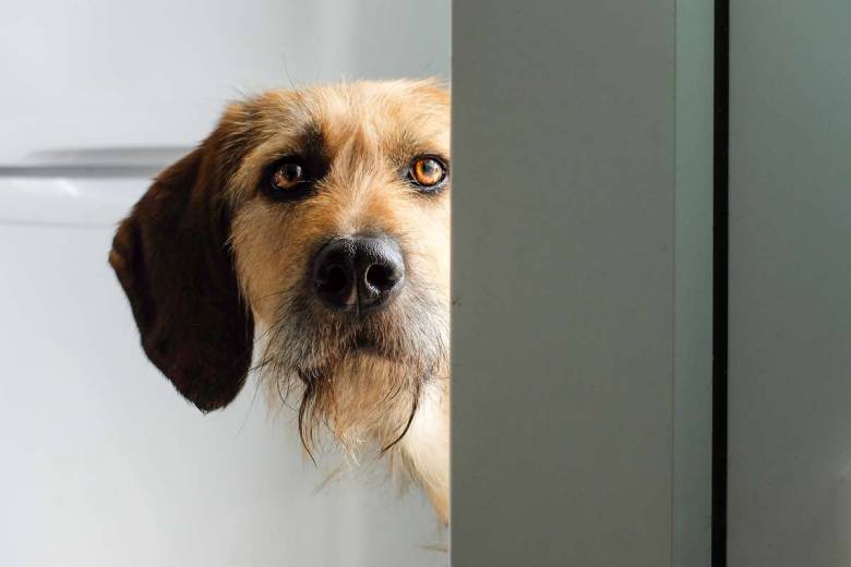 Cette étude scientifique explique pourquoi il est important de caresser son chien avant de partir...