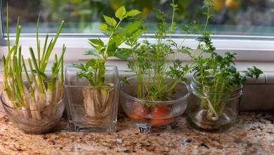 Le saviez-vous ? Cette dizaine de plantes et légumes repoussent indéfiniment !