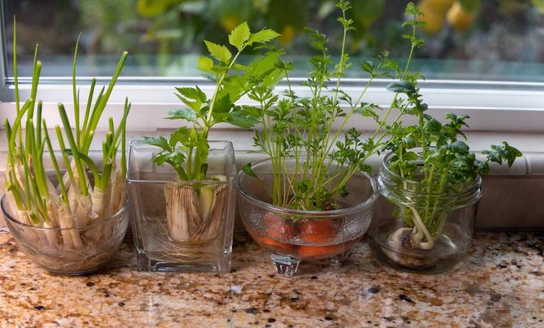 Le saviez-vous ? Cette dizaine de plantes et légumes repoussent indéfiniment !