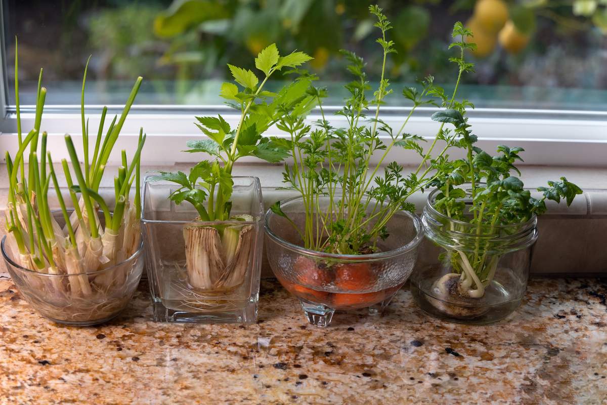 Le saviez-vous ? Cette dizaine de plantes et légumes repoussent indéfiniment !