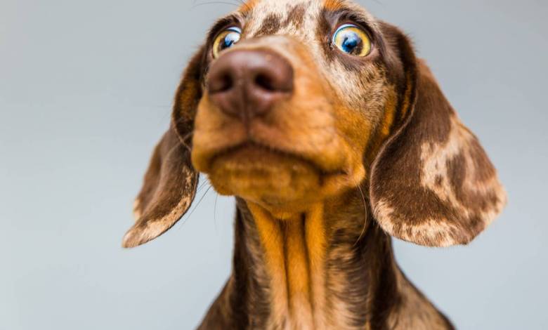 Huile de chanvre pour chien