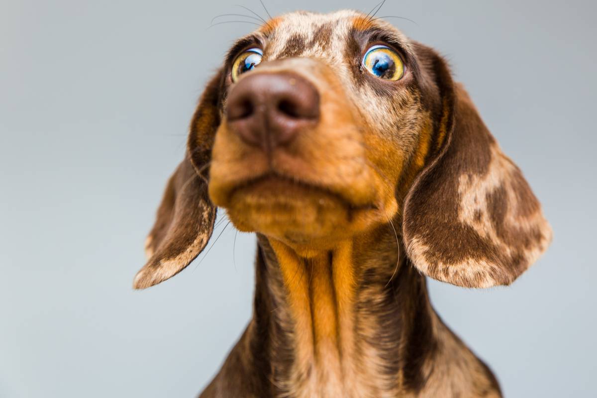 Peut-on donner de l'huile de CBD (ou de chanvre) à son chien