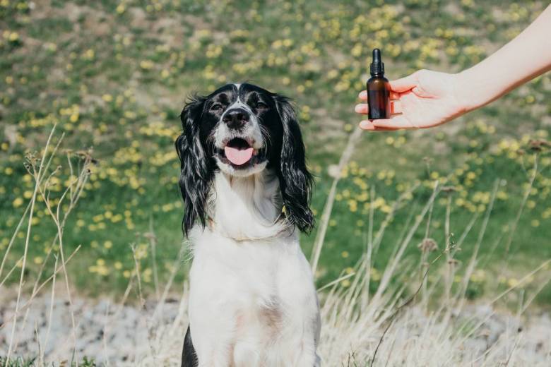 Peut-on donner de l'huile de CBD (ou de chanvre) à son chien ?