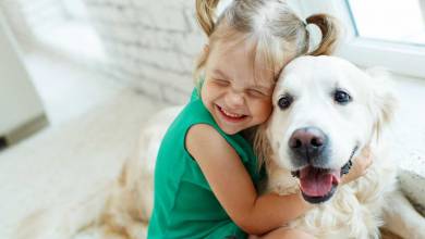 Les Pays-Bas deviennent le premier pays sans chien abandonné ! Un exemple pour tous !