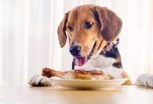Les chiens assimileraient mieux la nourriture humaine que les croquettes, et feraient donc moins caca...