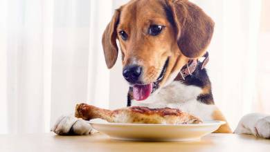 Les chiens assimileraient mieux la nourriture humaine que les croquettes, et feraient donc moins caca...