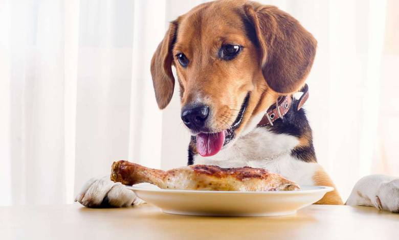 Les chiens assimileraient mieux la nourriture humaine que les croquettes, et feraient donc moins caca...