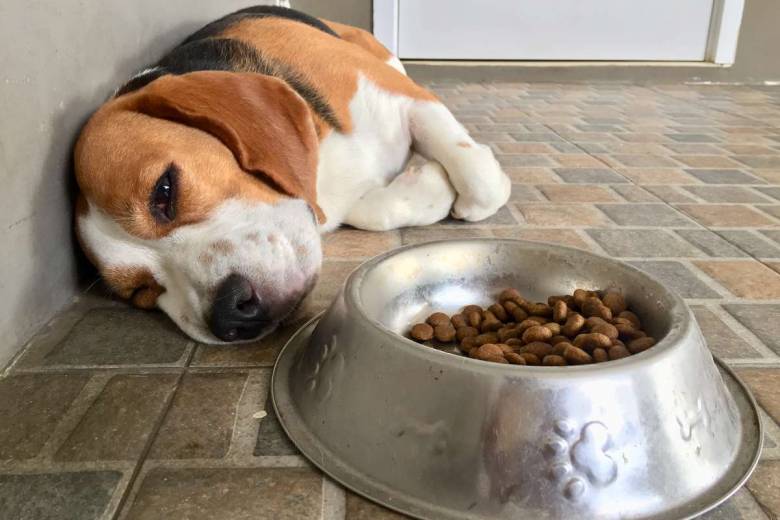 Les chiens assimileraient mieux la nourriture humaine que les croquettes, et feraient donc moins caca...