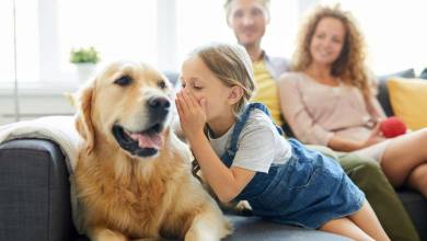 Votre chien vous comprend bien plus que vous ne l'imaginez