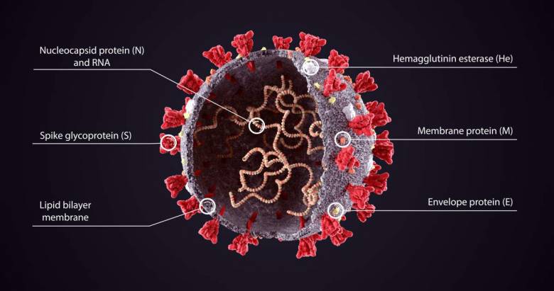 Selon une récente étude, les vibrations des ultrasons pourraient tuer le coronavirus