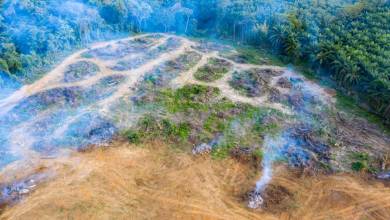 A cause de la déforestation, la forêt amazonienne réchaufferait l'atmosphère au lieu de la refroidir selon cette étude