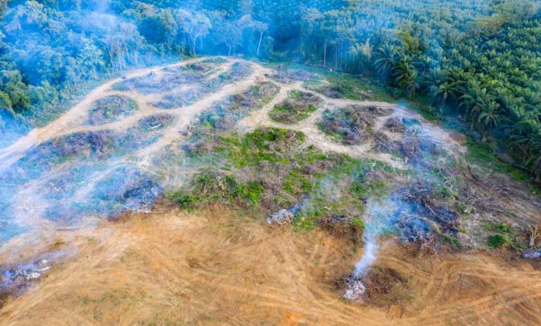 A cause de la déforestation, la forêt amazonienne réchaufferait l'atmosphère au lieu de la refroidir selon cette étude