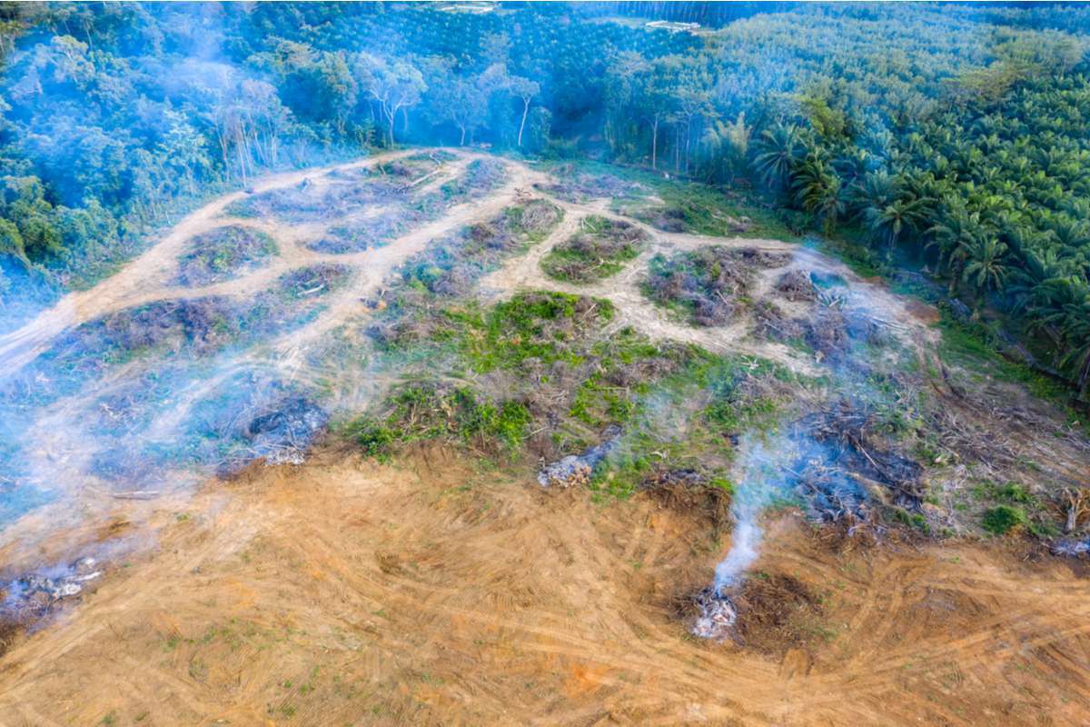 A cause de la déforestation, la forêt amazonienne réchaufferait l'atmosphère au lieu de la refroidir selon cette étude