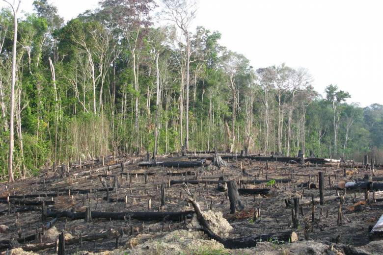 A cause de la déforestation, la forêt amazonienne réchaufferait l'atmosphère au lieu de la refroidir selon cette étude