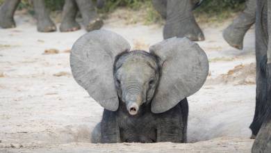 Mais au fait, quel animal possède les plus grandes oreilles ? Spoiler : ce n'est pas l'éléphant !