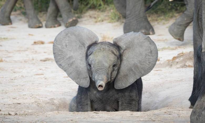 Mais au fait, quel animal possède les plus grandes oreilles ? Spoiler : ce n'est pas l'éléphant !