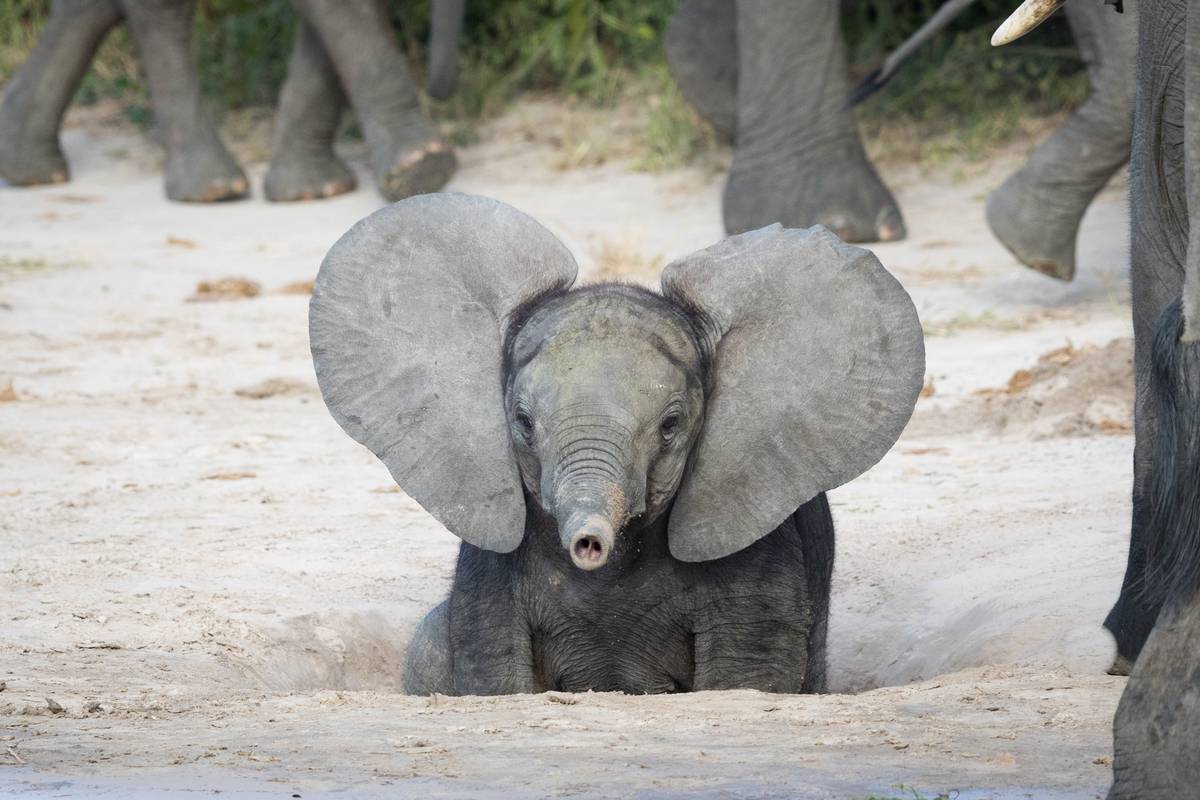 Mais au fait, quel animal possède les plus grandes oreilles ? Spoiler : ce n'est pas l'éléphant !