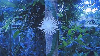 Découvrez ce moment rare de la floraison de la "fleur de lune" dans ce premier timelapse filmé au Royaume-Uni