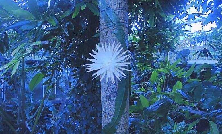 Une rare floraison de la fleur de lune a été filmée au Royaume-Uni