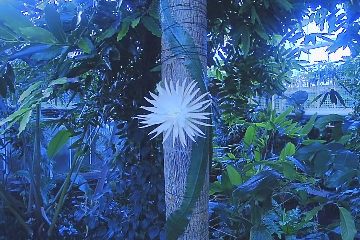 Découvrez ce moment rare de la floraison de la "fleur de lune" dans ce premier timelapse filmé au Royaume-Uni