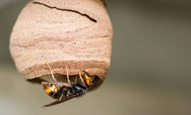 Un piège à frelon asiatique innovant qui capture les males.