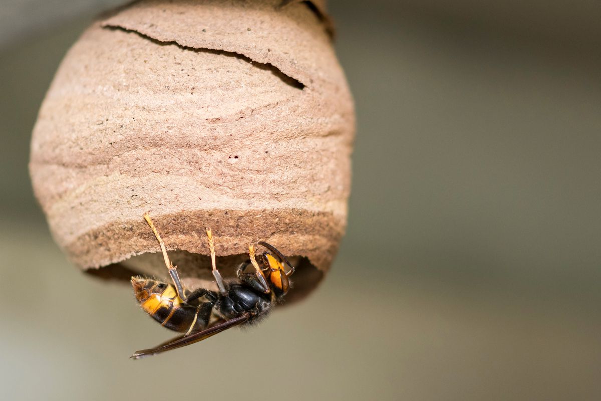 Un piège à frelon asiatique innovant qui capture les males.