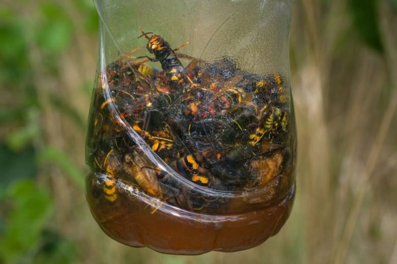 Un apiculteur breton invente un piège à frelon asiatique révolutionnaire qui ne capture que les reines