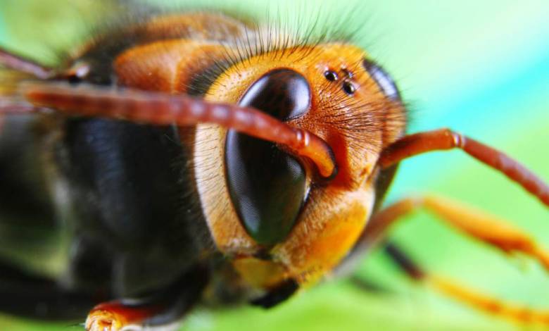 Un piège à frelons asiatiques autonome basé sur la reconnaissance d’image