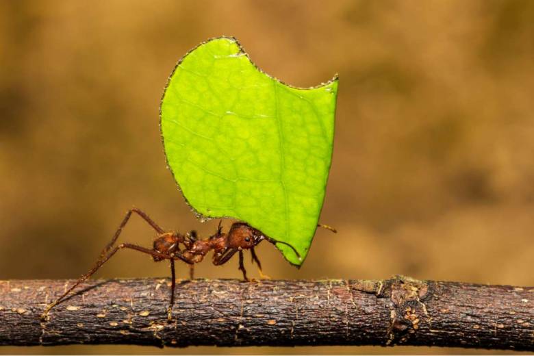 Une étude de 2010 explique le séquençage du génome des fourmis et c'est fascinant !